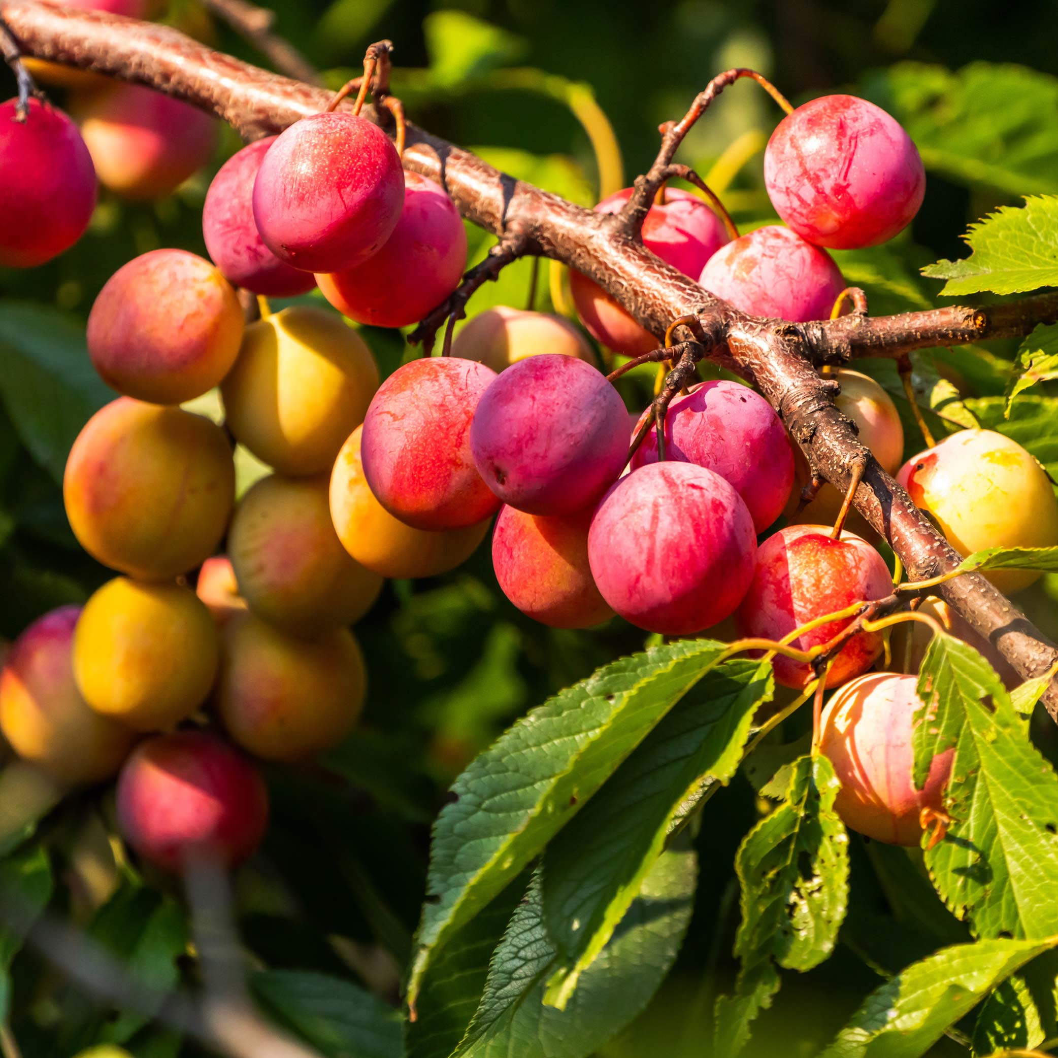 marmellata-susine-selvatiche-materie-prime-amicidelcolle